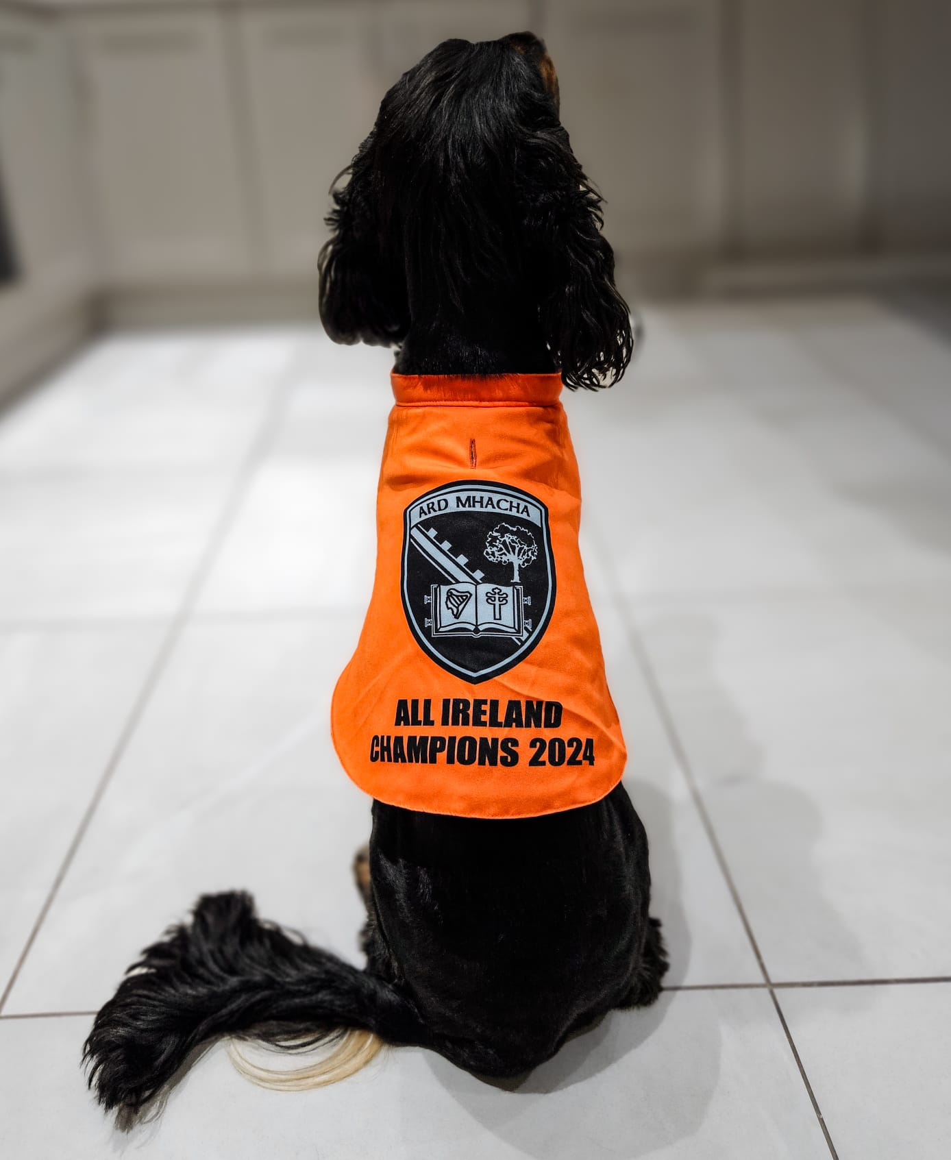 Pre-Order Armagh Dog Coats