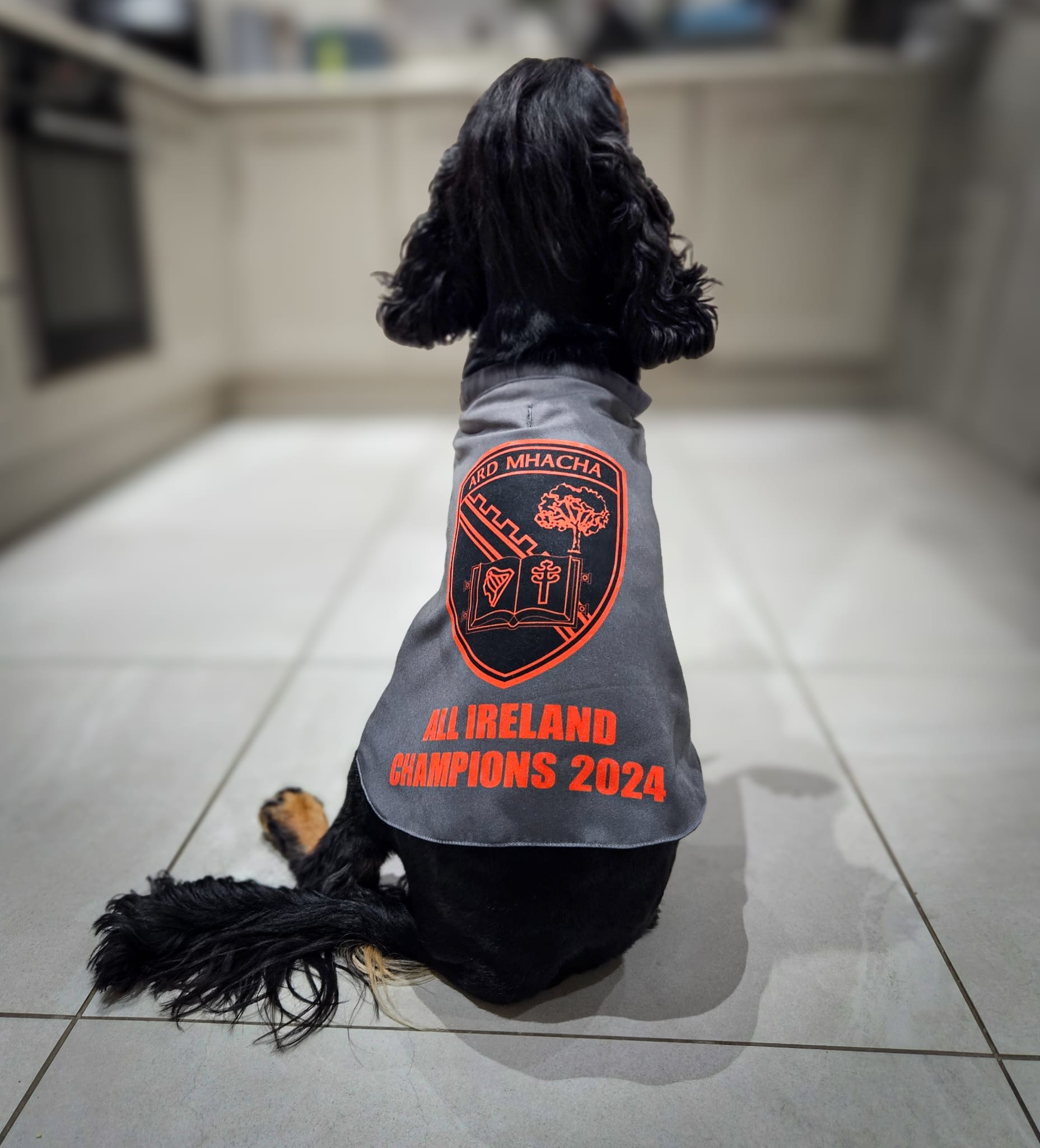 Pre-Order Armagh Dog Coats